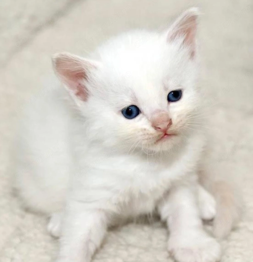 Angora turcească pufulete 