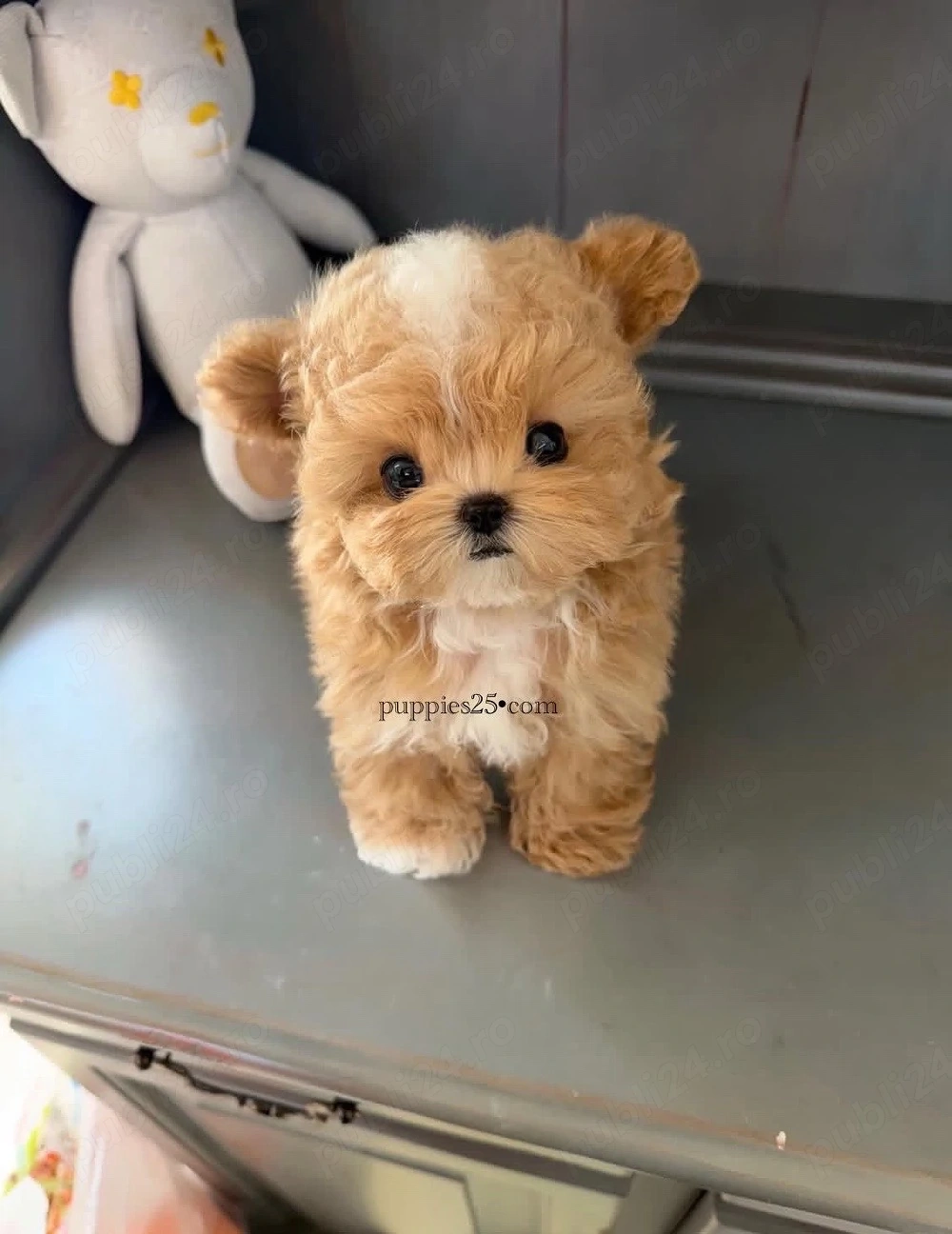 Maltipoo Caniche  Pudel Poodle  Mini Toy 