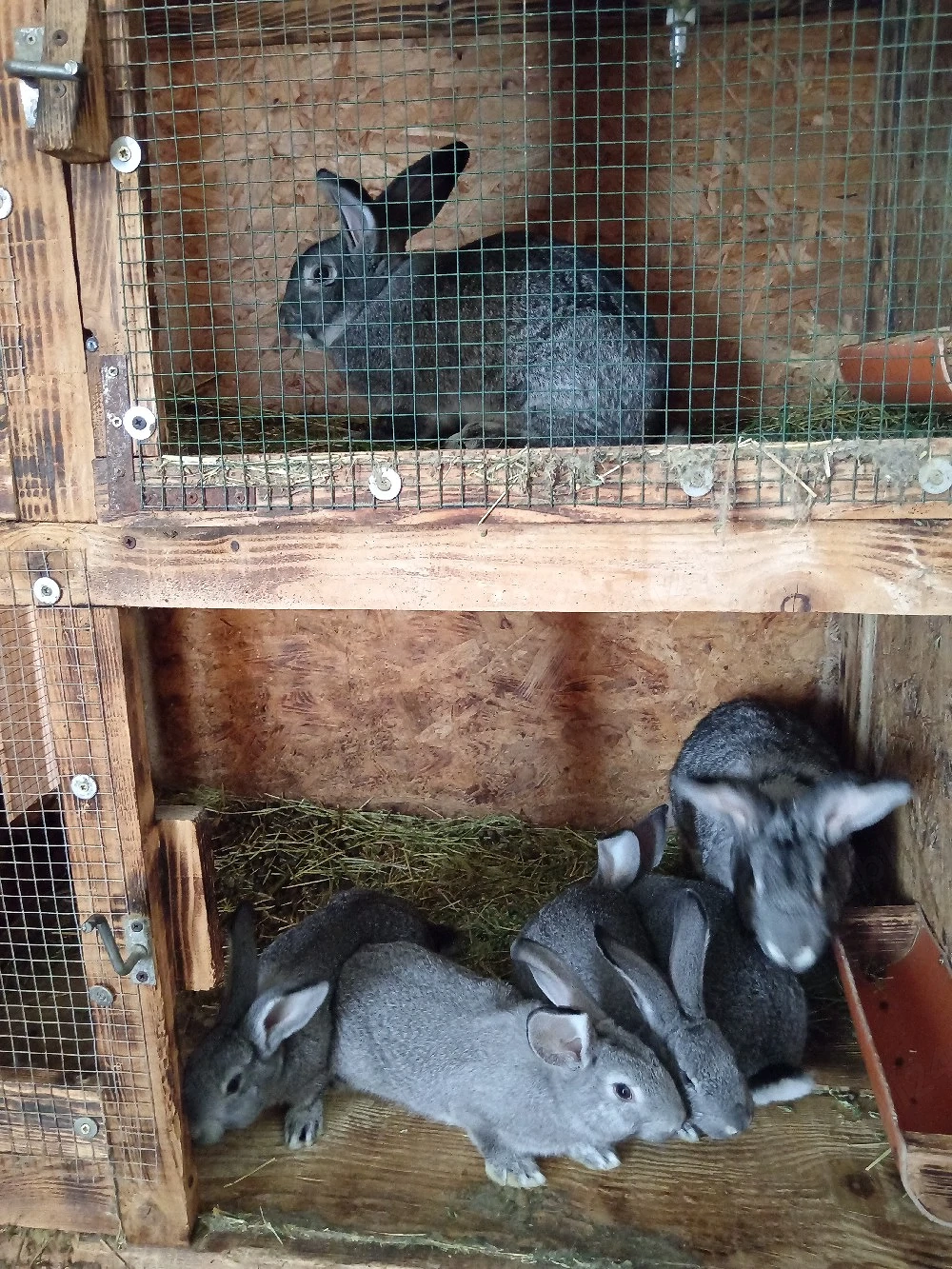 Iepuri rasa chinchilla mare 