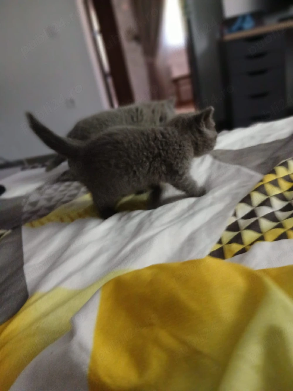 ma vrea cineva acasa?