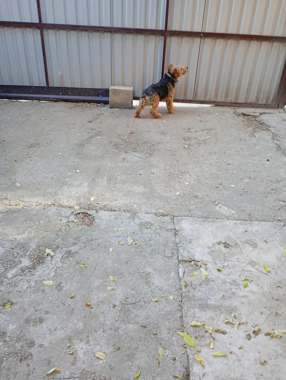 Vând câine Welsh terrier