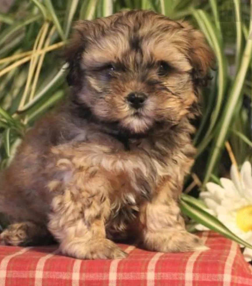 Fetita Bichon havanez 