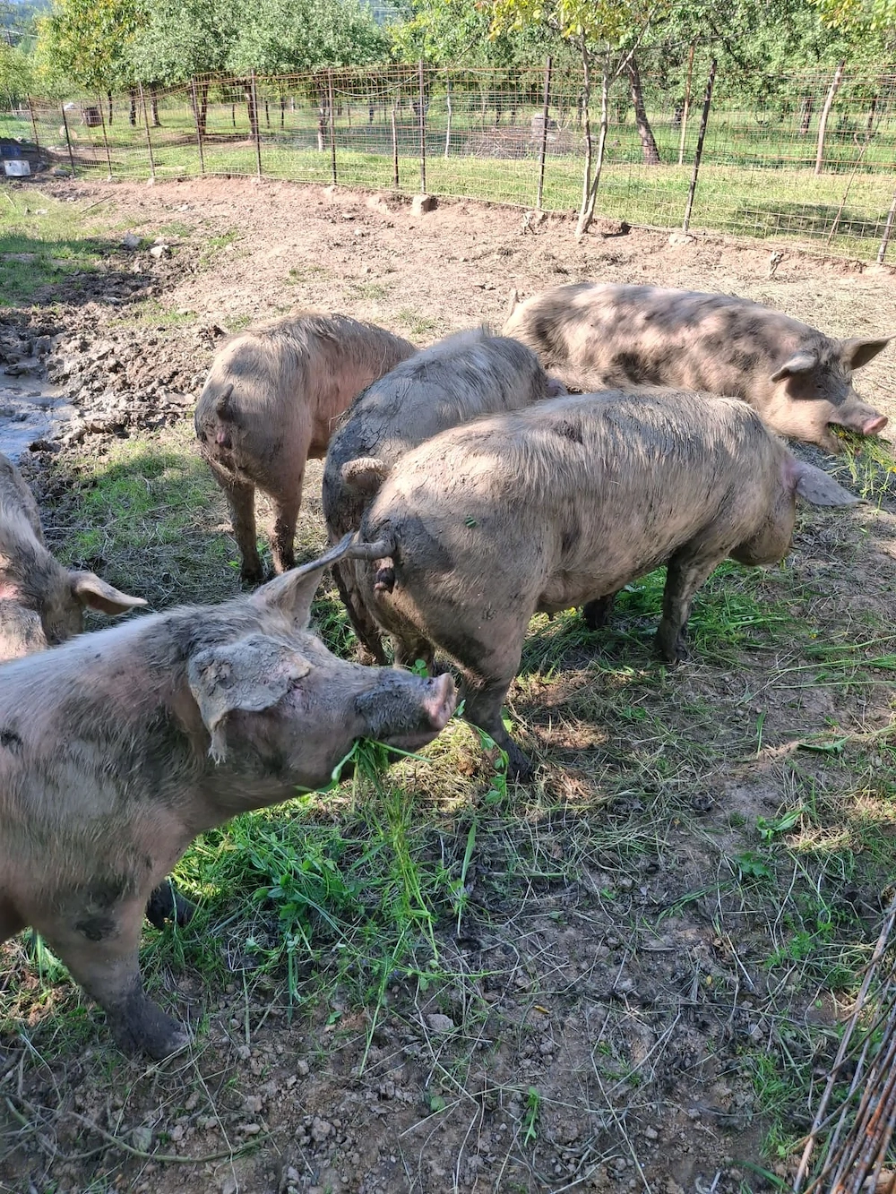 Vând porci grași 