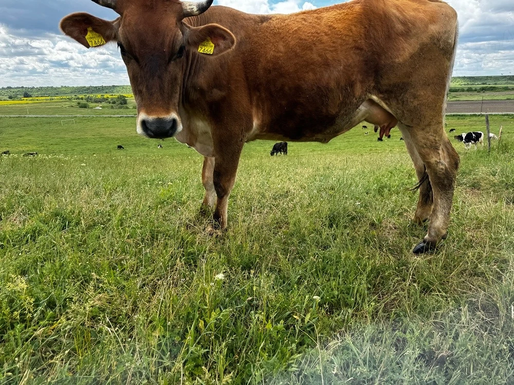 Vaca baltata romaneasca