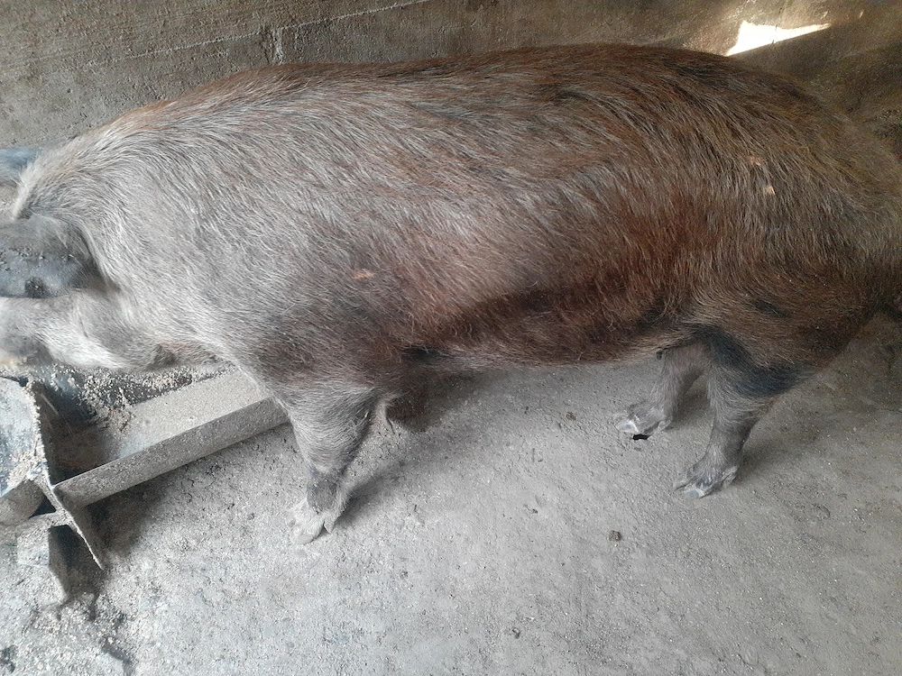 Porci de vanzare 