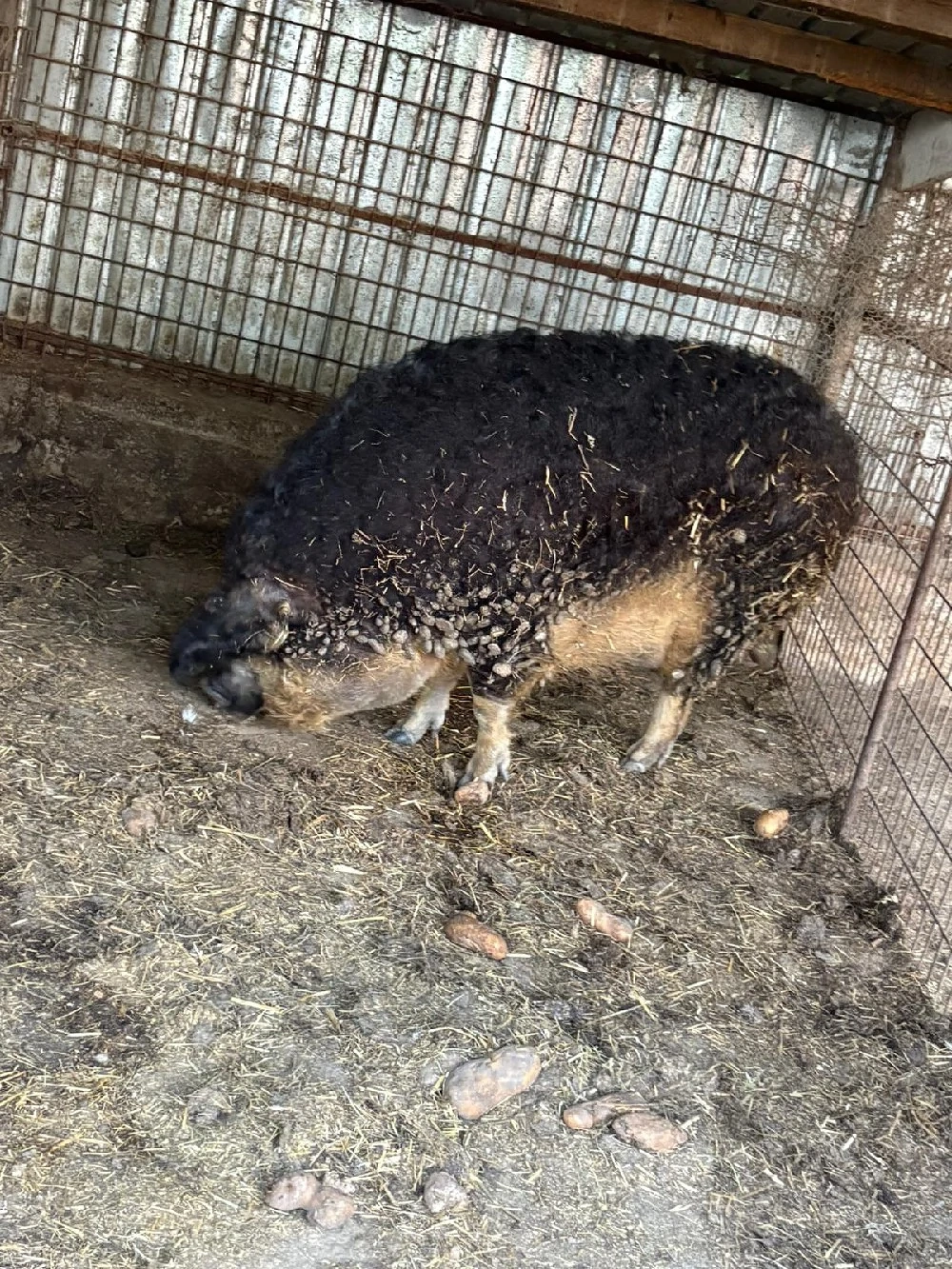 Mangalita Scroafa