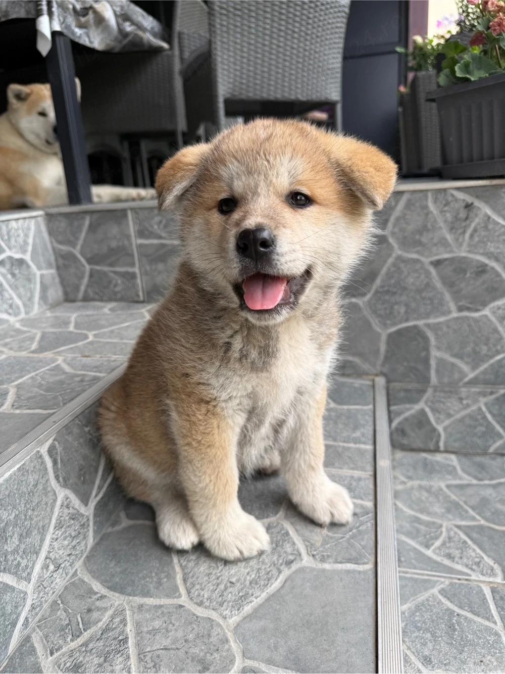 Akita Inu de vanzare mascul 