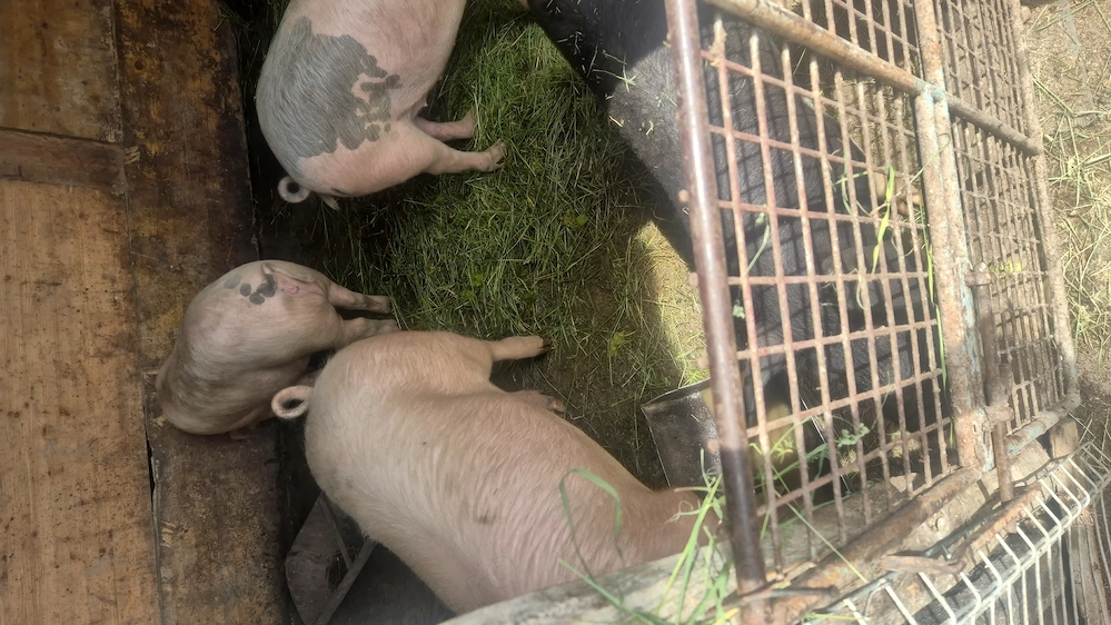 Vand porc crescut la curte