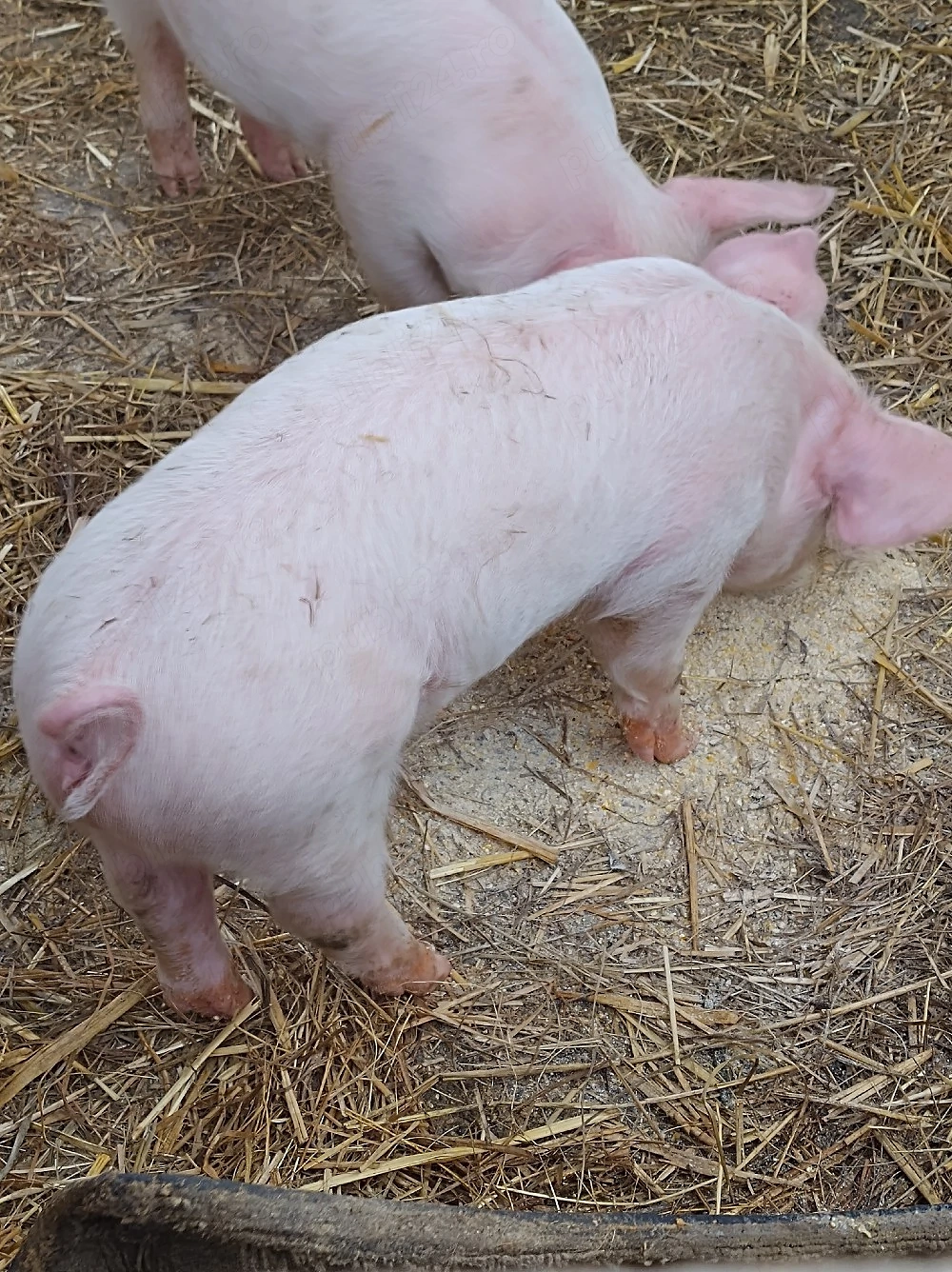 porc.       