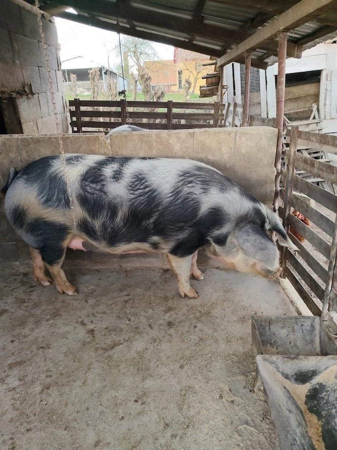 Vand porc 200kg 12lei kg tel  