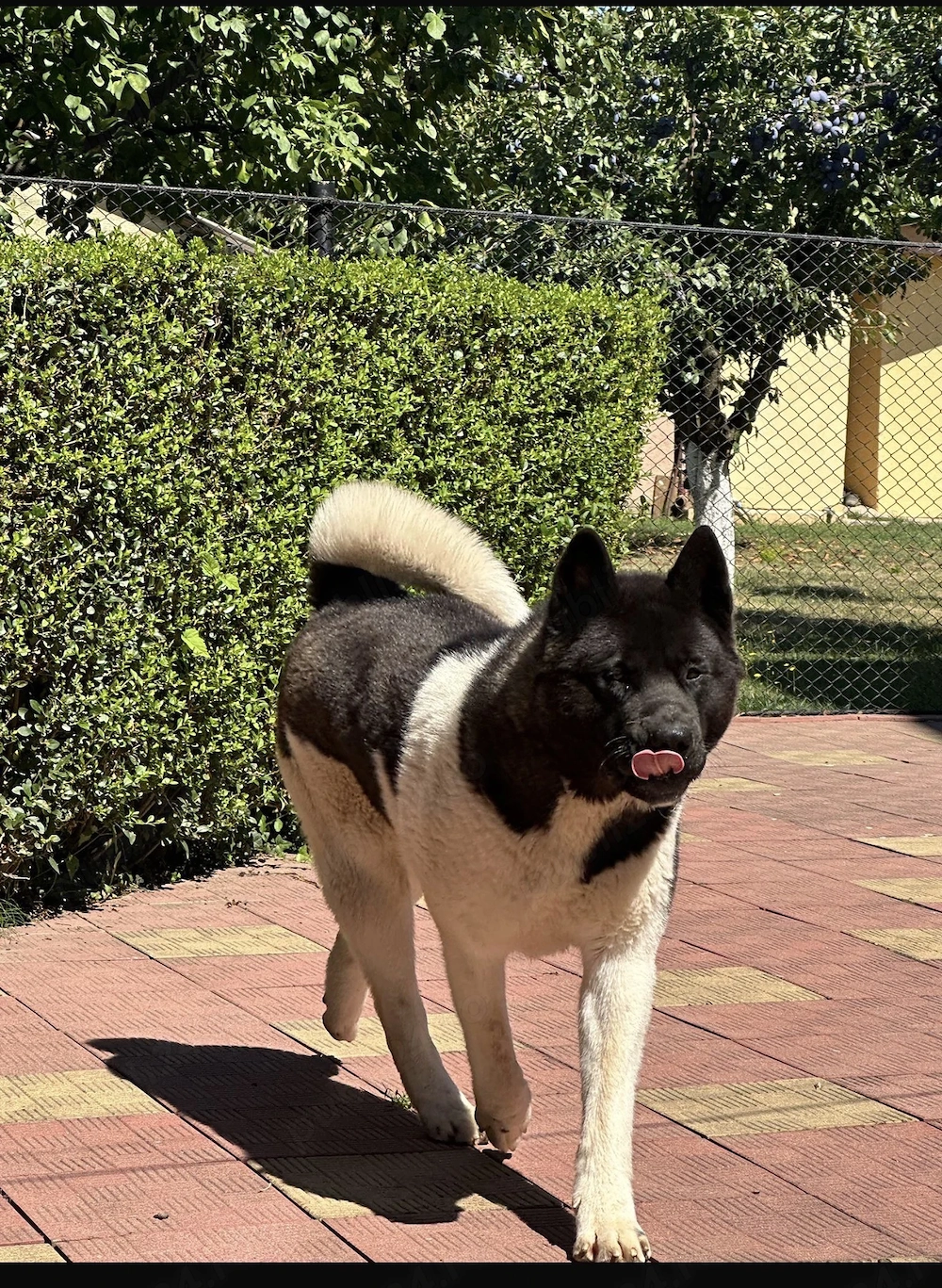 Se donează Akita American mascul in varsta de 1an si 6 luni