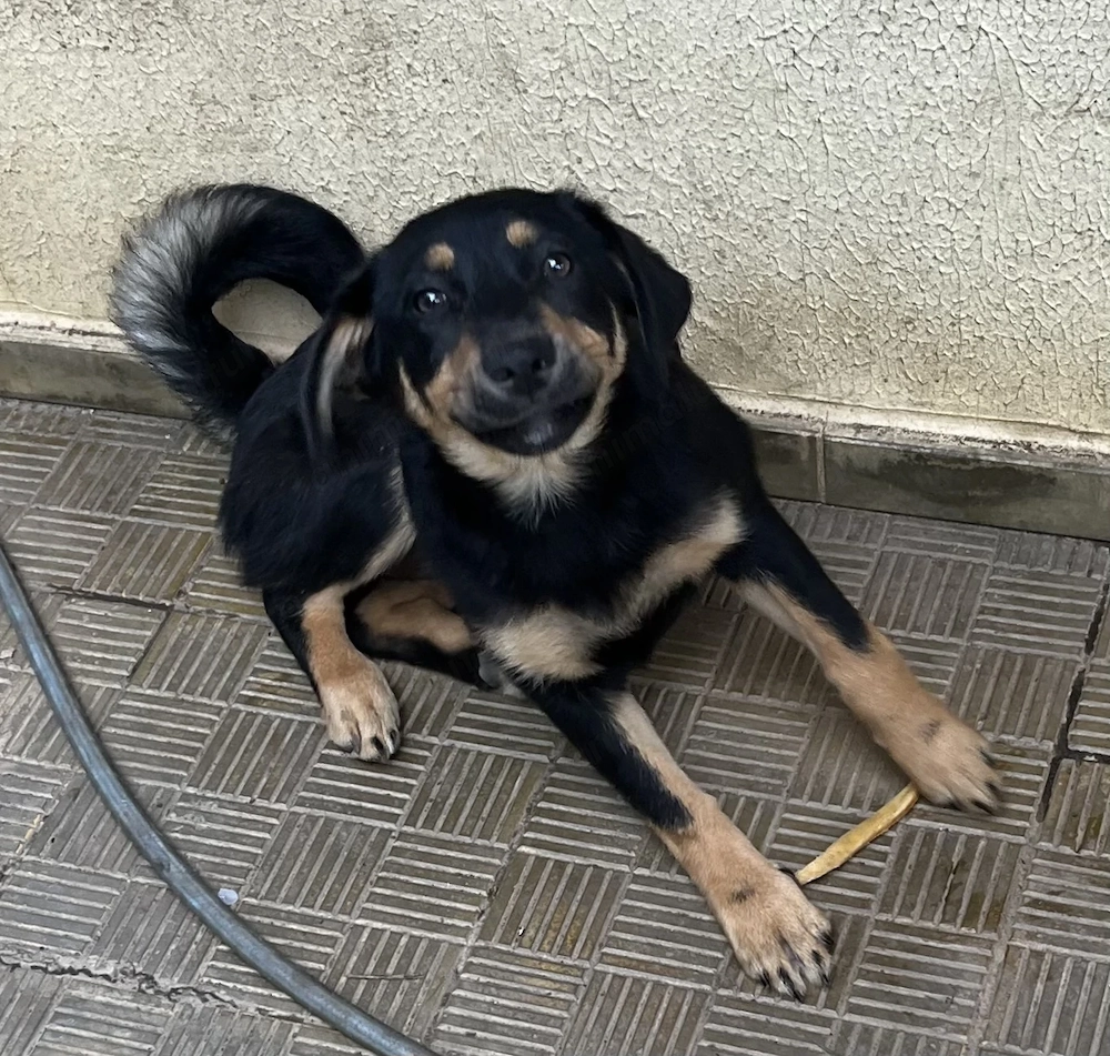Dau pt adoptie 6 caini frumosi si lipiciosi, 4 baieti si 2 fete.