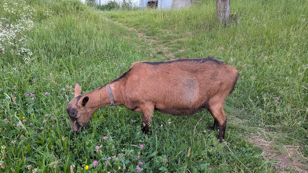 Capra Alpina Franceza