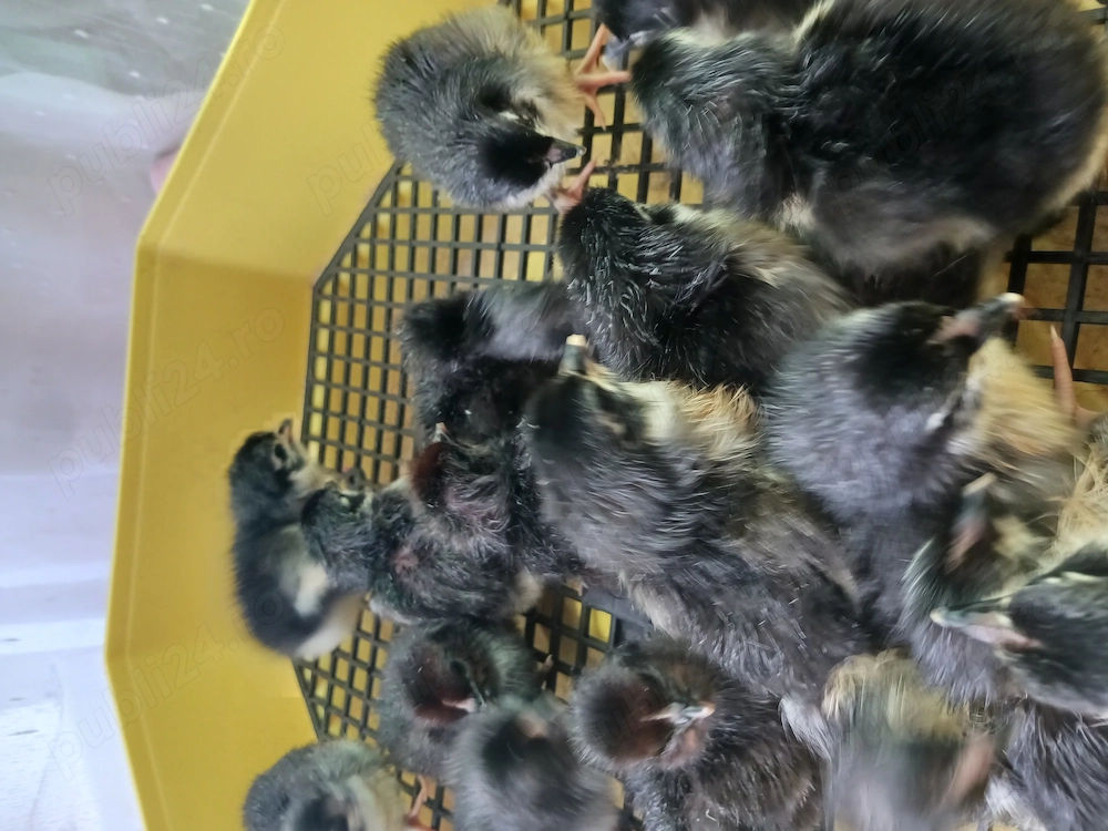 Pui de australorp 