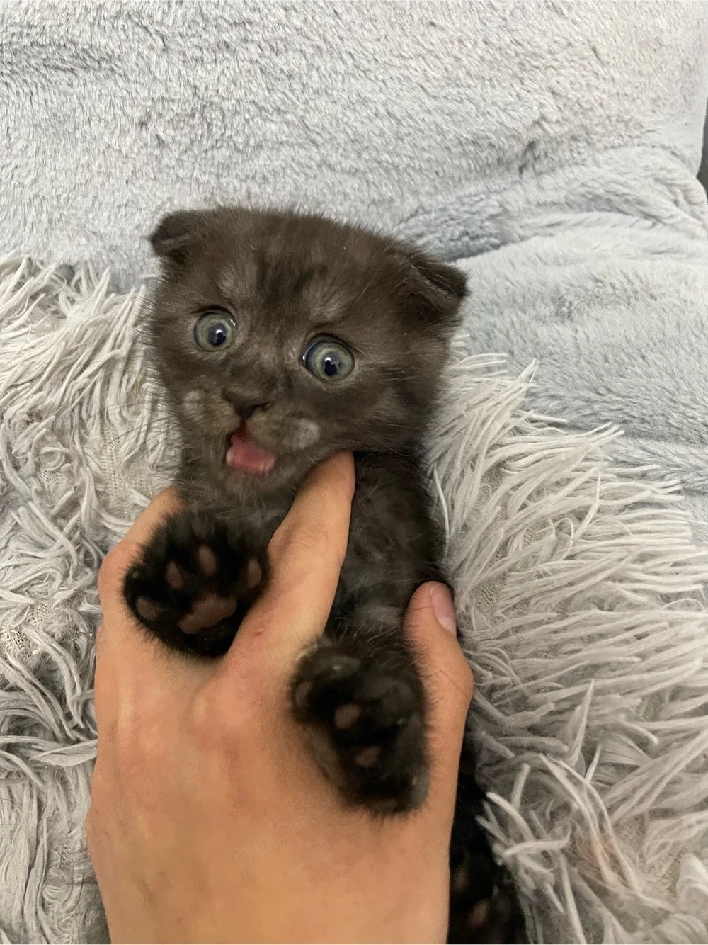 Vând pisică British Shorthair neagră, foarte frumoasă, jucăușă și iubitoare. 