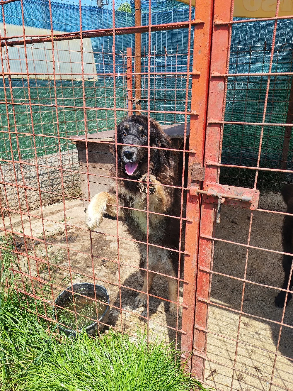 Femelă Mastiff Tibetan 
