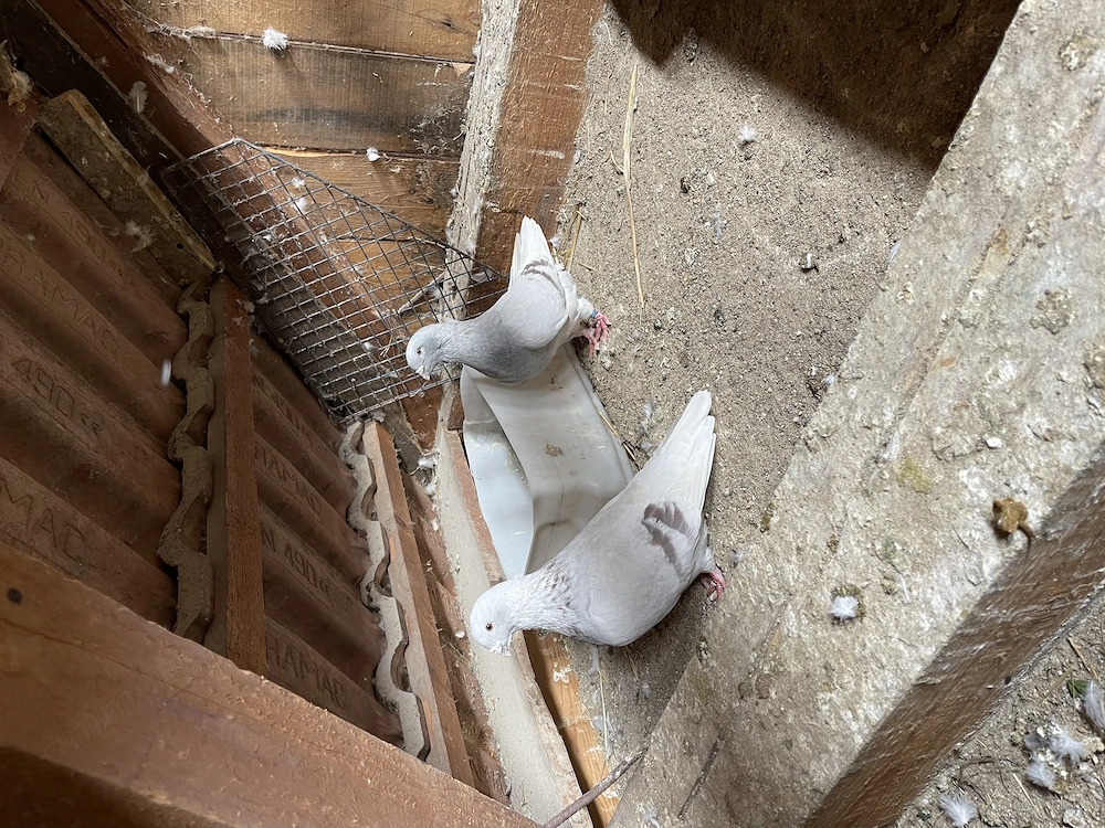 De vânzare Porobei voiajori stadar 