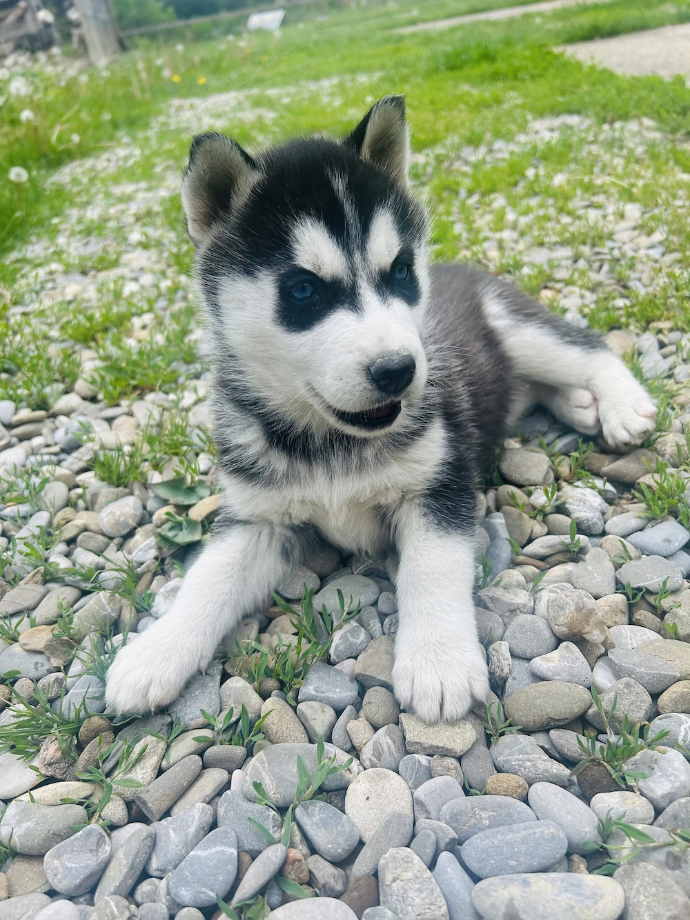 Pui rasa Husky Siberian
