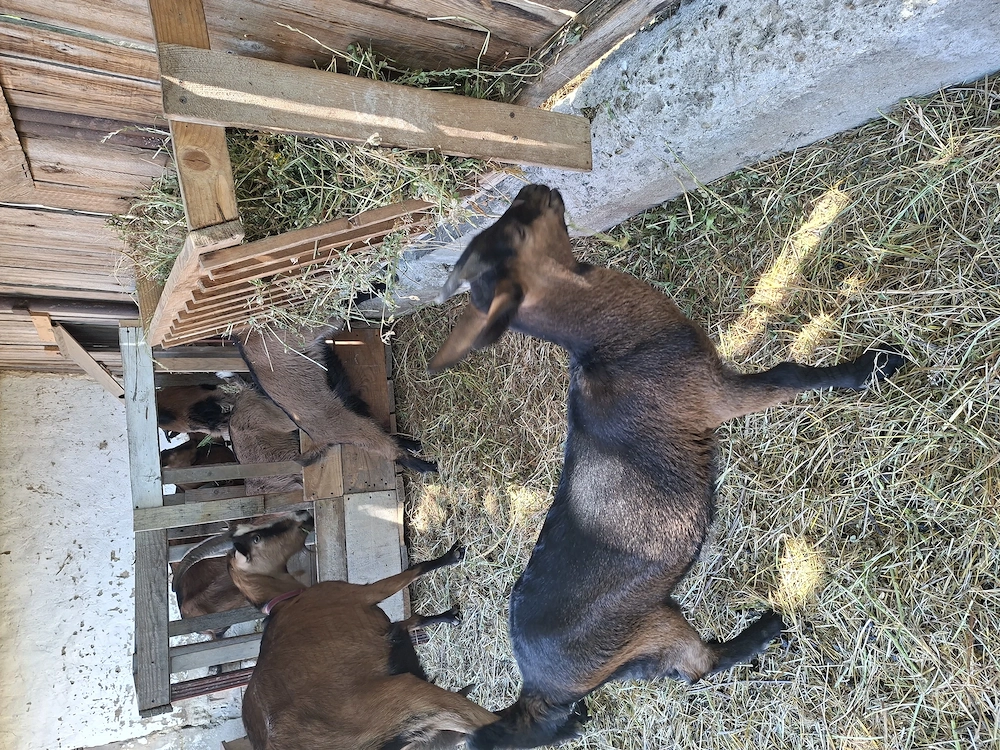 Iezi alpin francez de  vânzare  