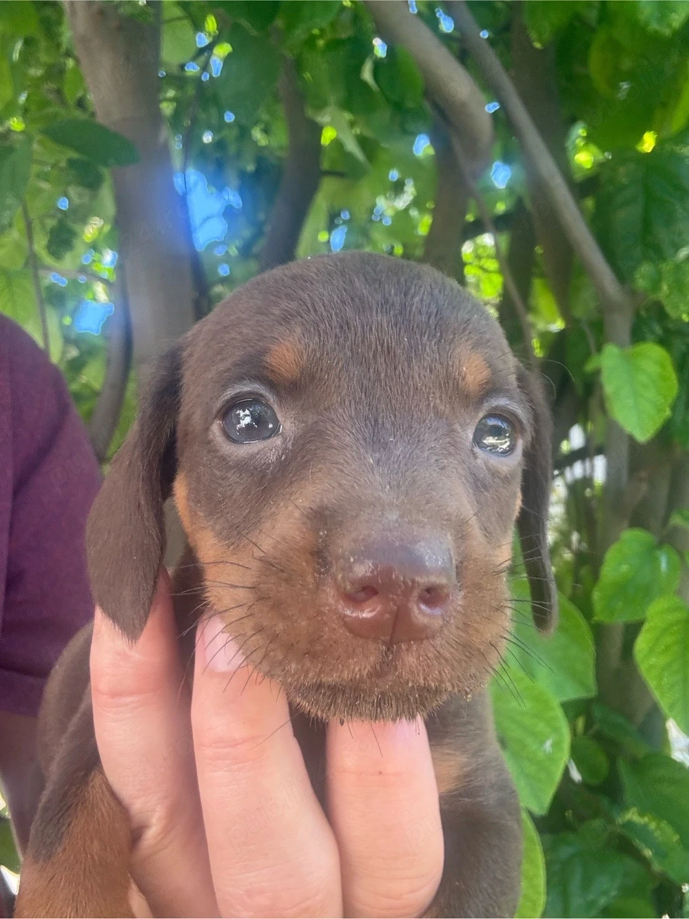 Teckel mini ciocolata fetita 