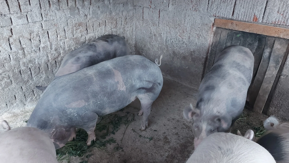 Porci pentru sacrificare