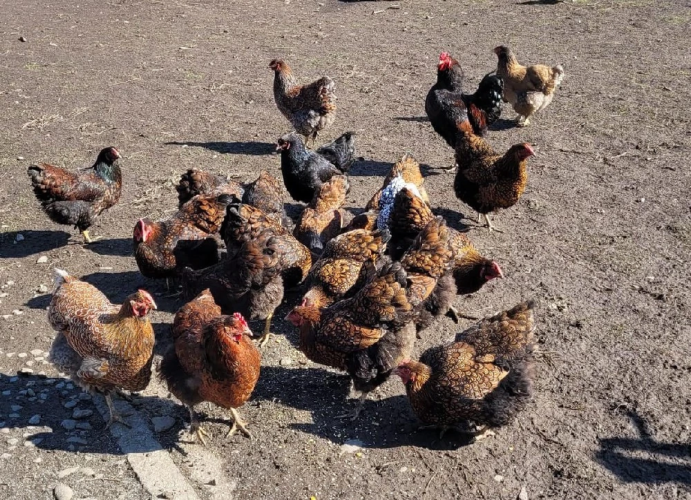 pui găini Wyandotte 