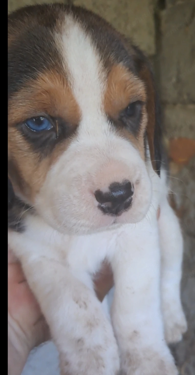 Pui Beagle 