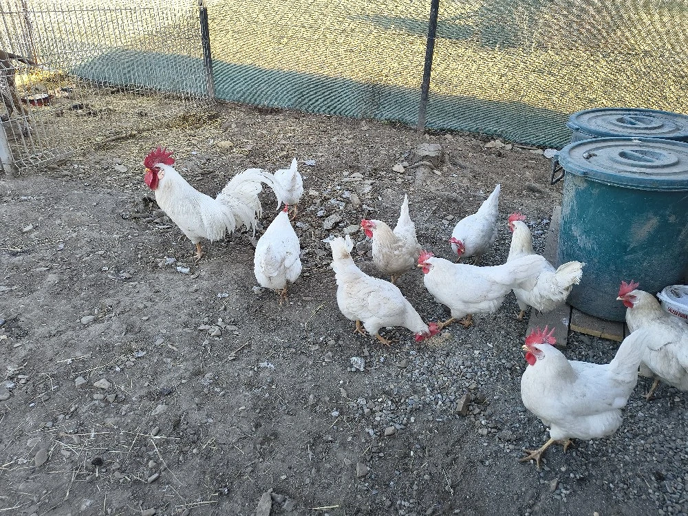 pui găini ouătoare Leghorn alb 