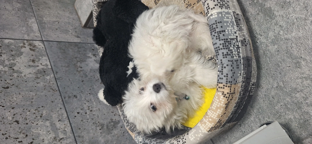 Vand cățel bichon mini toy