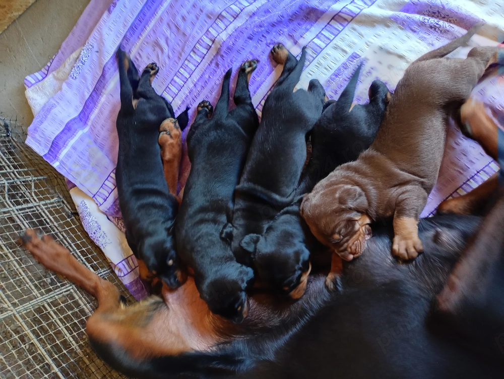 Catei Doberman masculi si femele