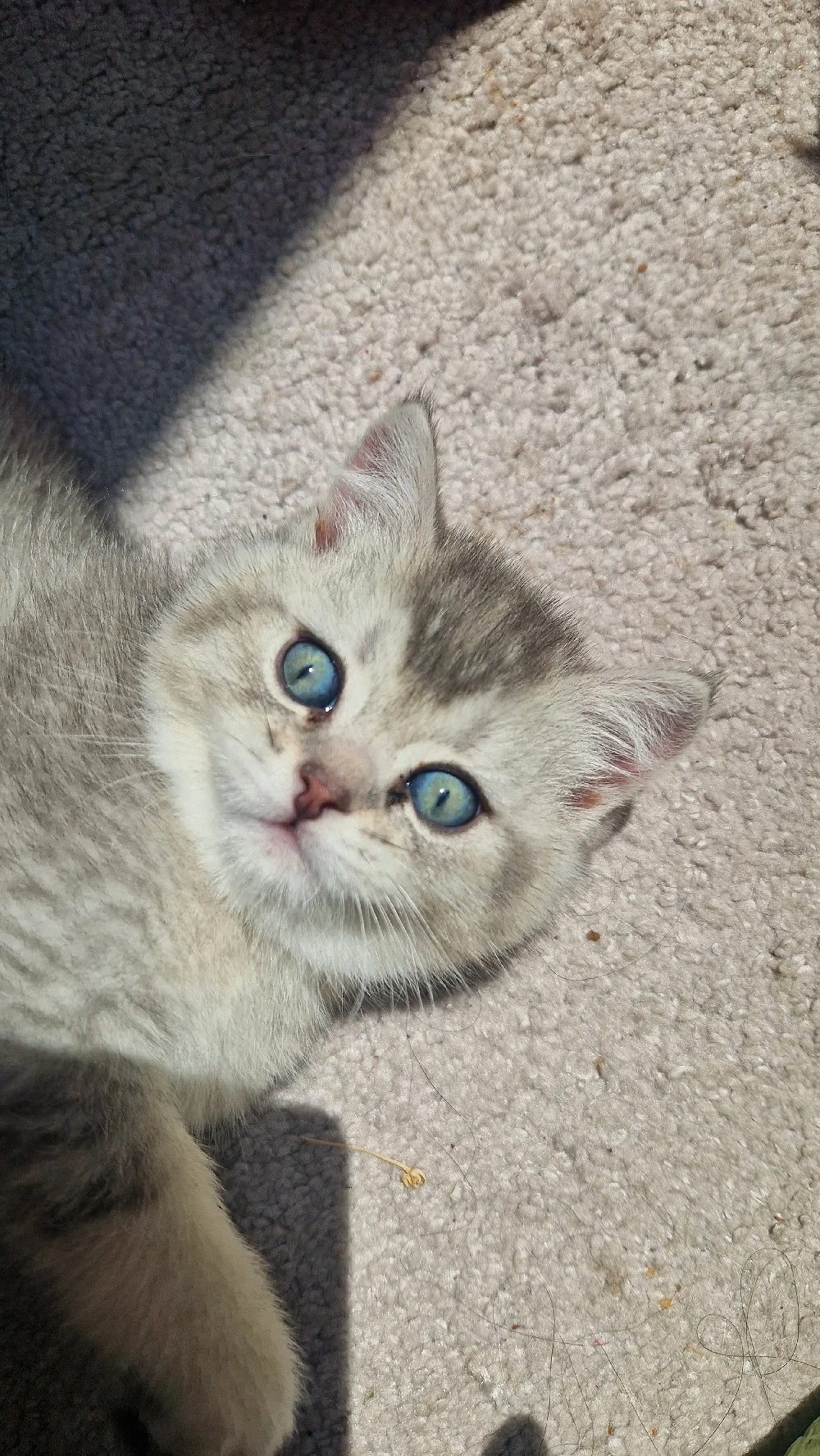 Motănei British Shorthair - Timișoara 