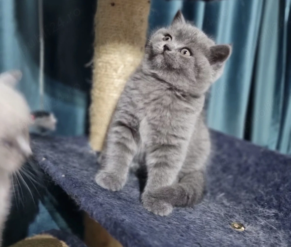 Pisoiași British shorthair 
