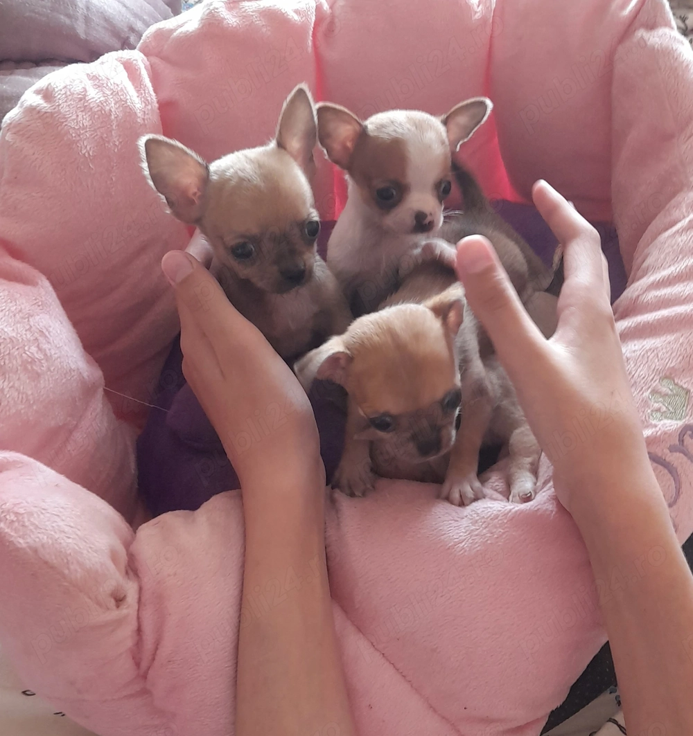 Puisori superbi de Chihuahua