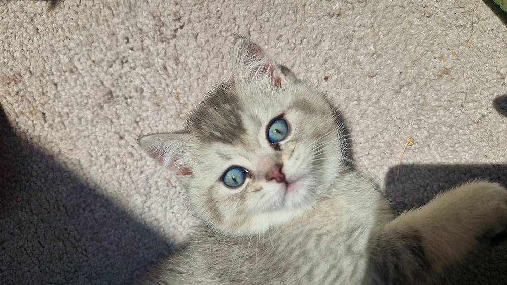 Motănei British Shorthair în Timișoara 