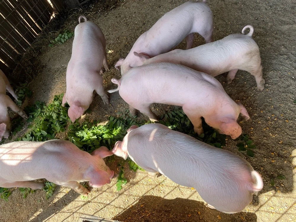 purcei landrace de vanzare