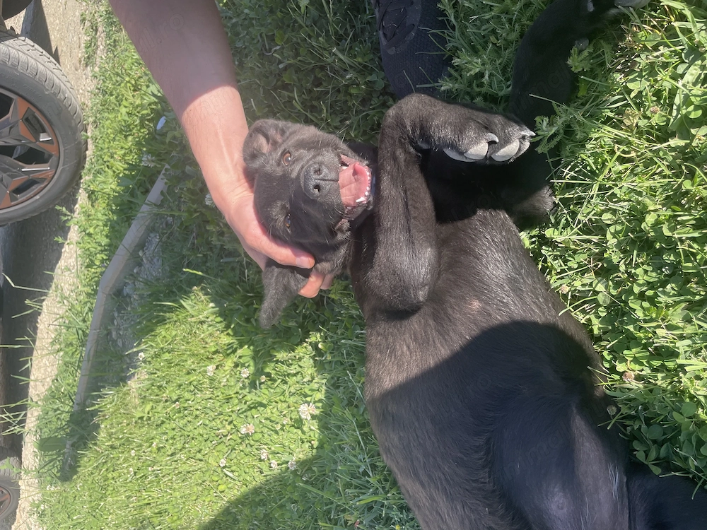 Cățeluș 3-4 luni aaadorabil și frumos pentru adopție 