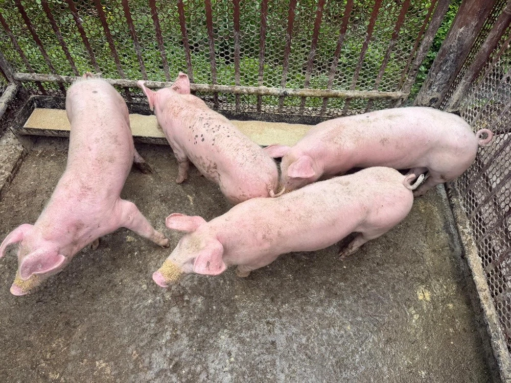 porci grasuni 