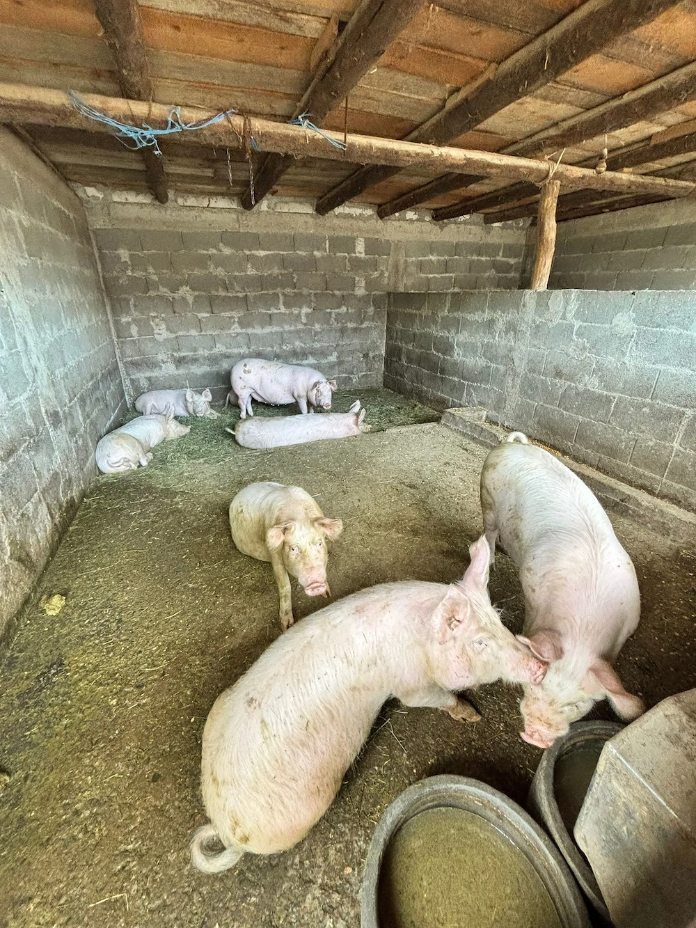 vand porci cudalbi,galati