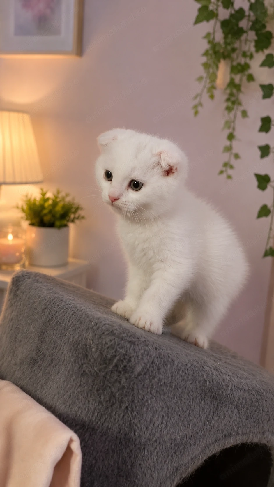 Scottish fold- Suceava