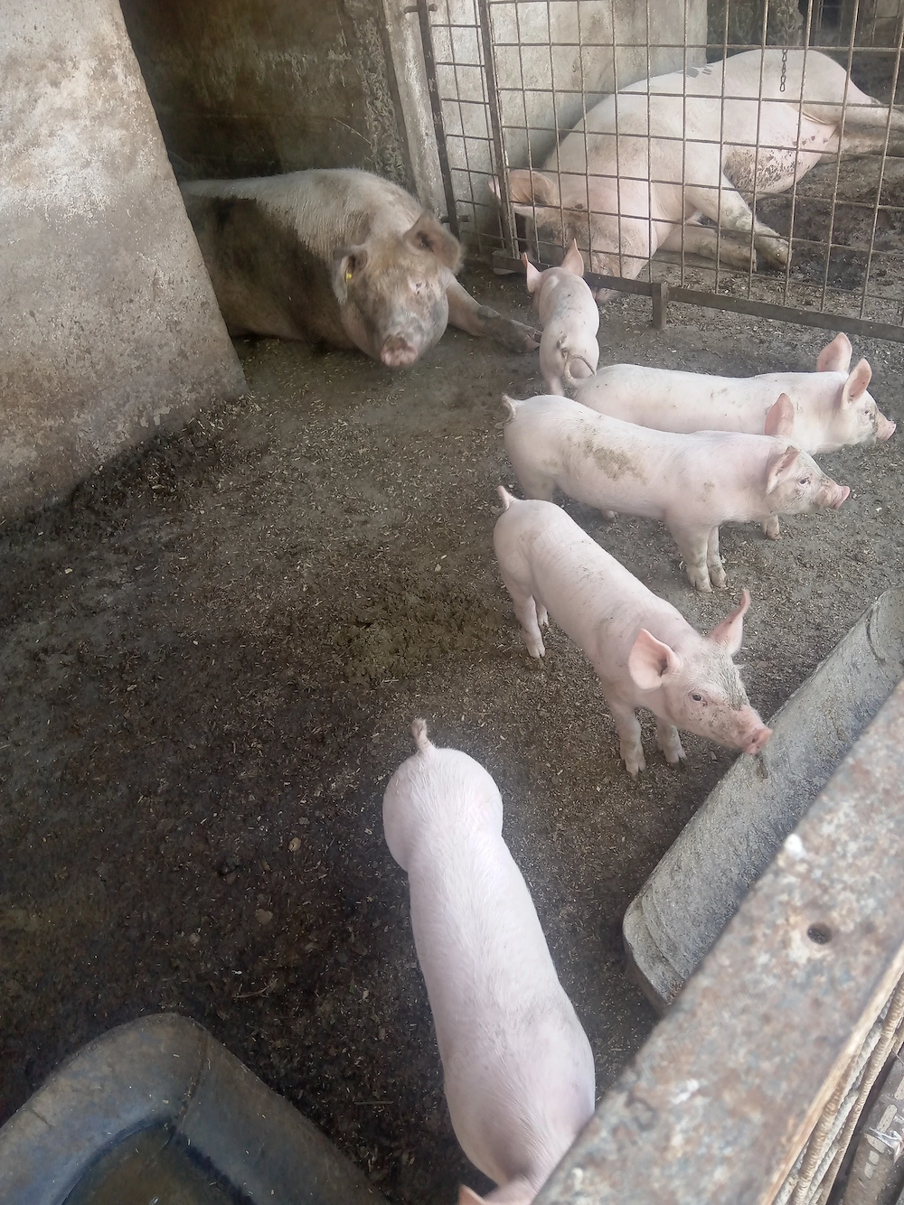 Purcei de vânzare de 6 săptămâni 