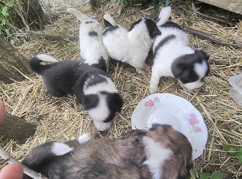 Căței de donat găsiți fătați în data de 30 aprilie 