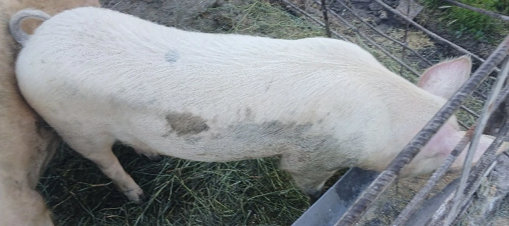 Vând Porc,preț negociabil 