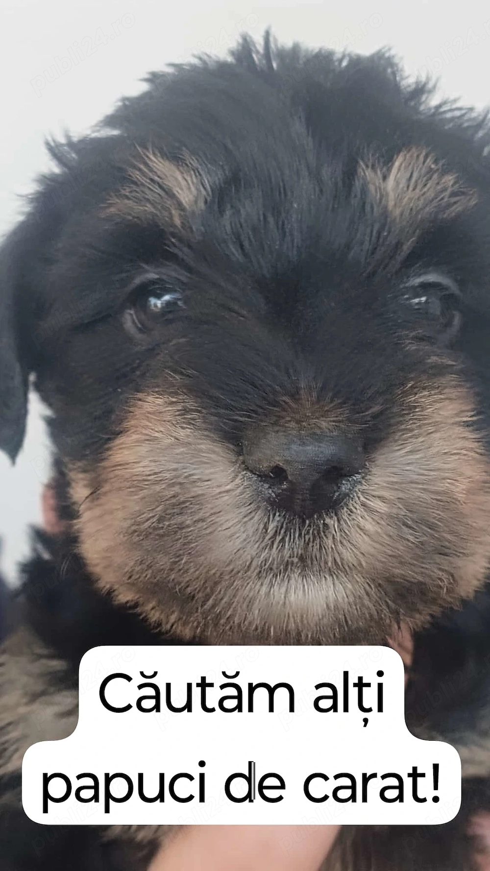 Disponibil