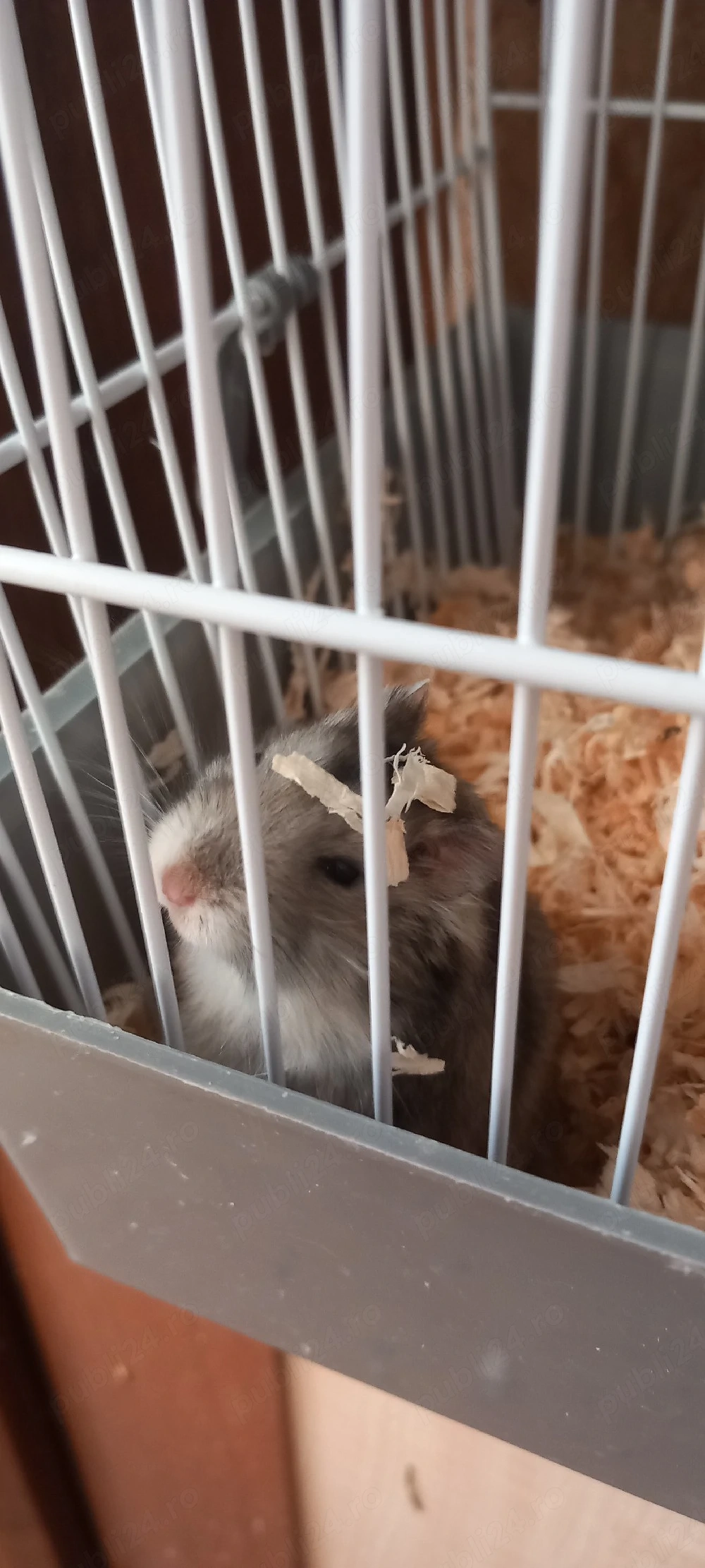 Vând hamster pitic mascul 