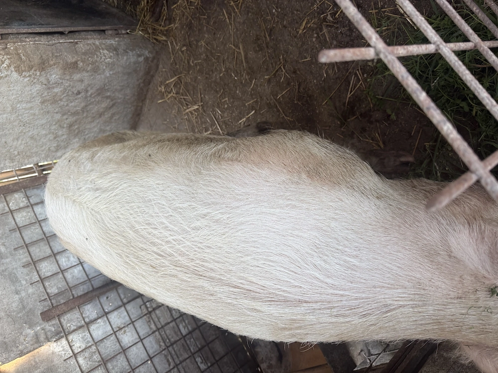 Vand porc aproximativ 190 kg