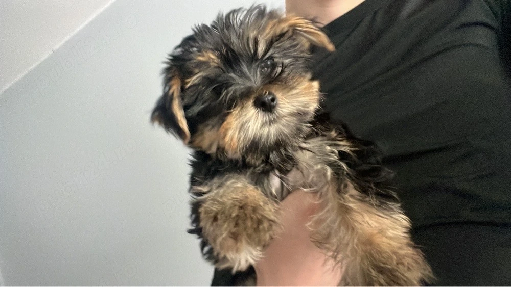 Yorkshire Terrier 