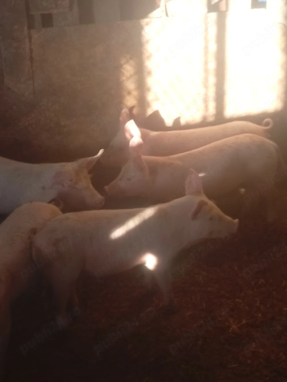 porc.        