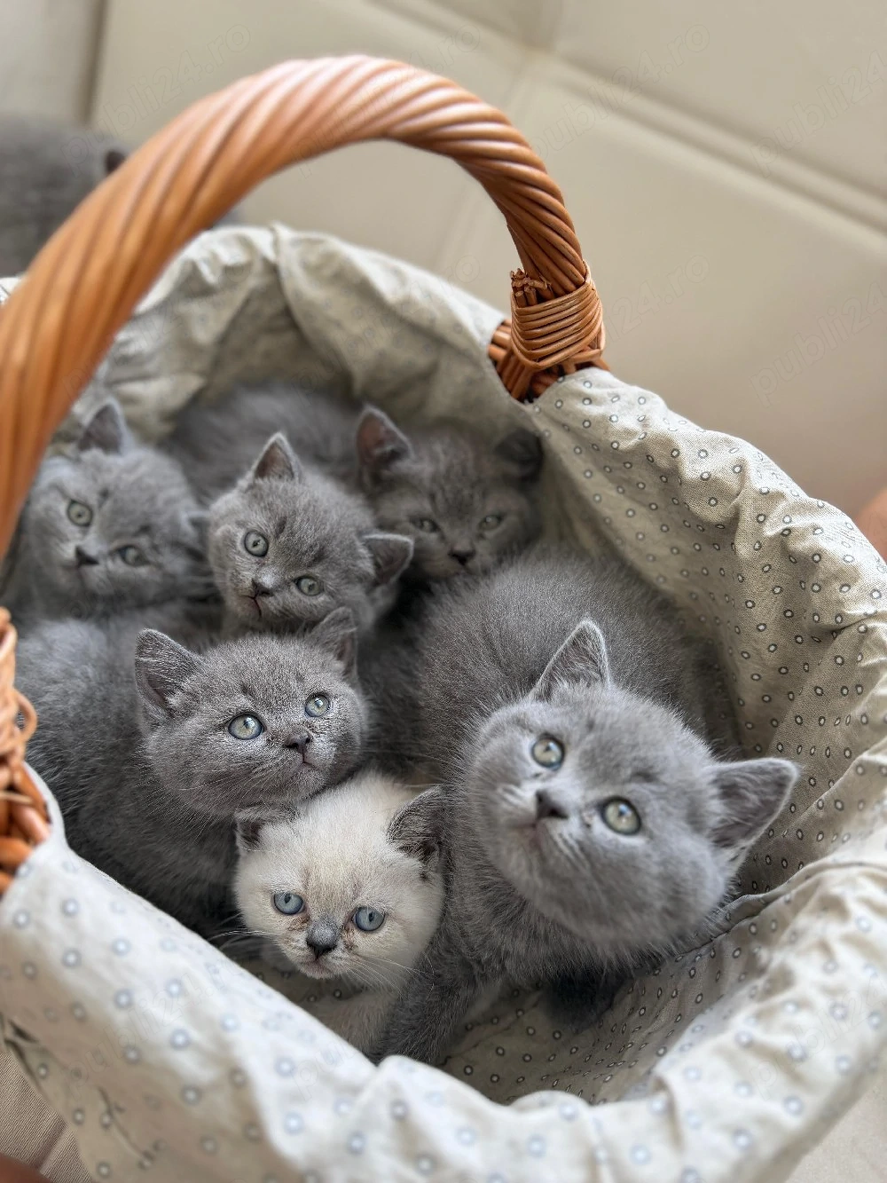 Pui British Shorthair fetițe și băieți