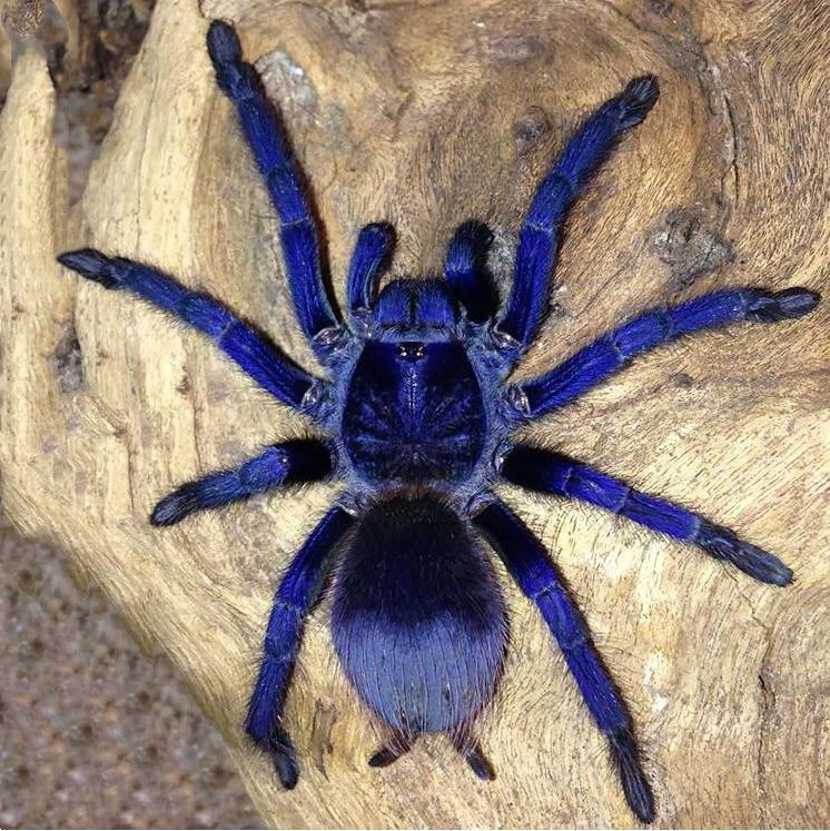 Tarantule si scorpioni