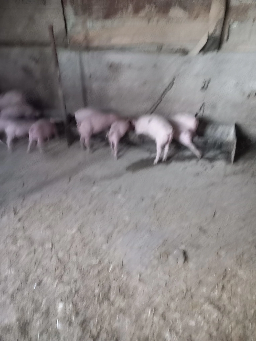 Purcei de vanzare